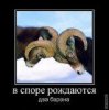 Спор баранов - копия.jpg