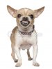 depositphotos_10889913-Angry-Chihuahua-growling-2-years-old-in-front-of-white-background.jpg