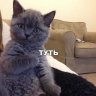 СладкийКусь