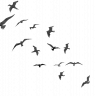 BlackBirdy