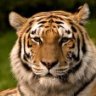Tigerbh