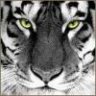 BloodyTiger