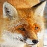 AwakeFox