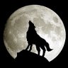 Shadow of wolf