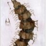 Agriopa