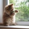 Котярко