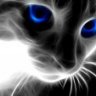 JackTheCat