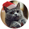 Fimcat