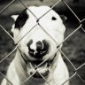Bull Terrier