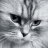 LoDo-